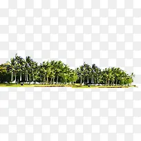 清新海边文艺椰林