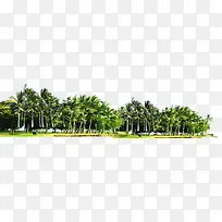 设计海边树木椰子树