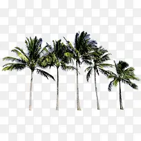 椰树高大沙滩海边