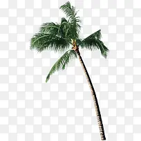 热带夏季海边椰树