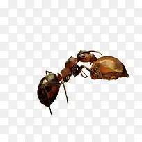 蚂蚁爱上蜂蜜