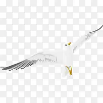 和平鸽子装饰设计矢量白色飞翔