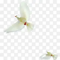 白色鸽子飞翔效果
