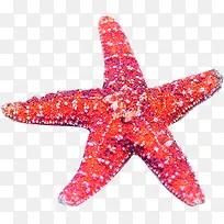 红色夏日沙滩海星