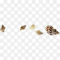 夏日卡通海报沙滩贝壳海螺
