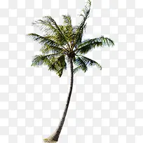 椰子树沙滩白底图海报植物