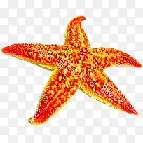 手绘夏日沙滩海星设计