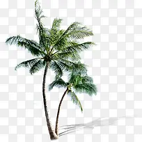 沙滩植物卡通椰子树