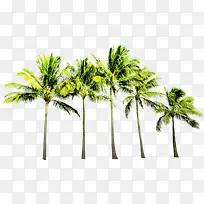 插画树木植物沙滩风景