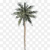 手绘椰树沙滩图片