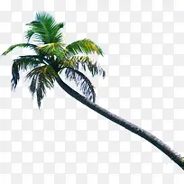 夏日海报植物椰子树沙滩
