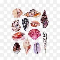 沙滩贝壳海螺
