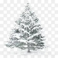 高清摄影合成圣诞树松树