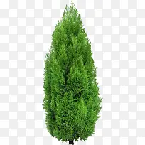 绿色的松树素材