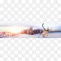 冬季雪山松树林麋鹿海报背景