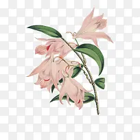彩绘粉色兰花