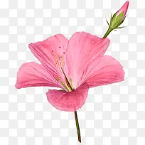 鲜艳粉色花朵实物