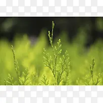 绿色植物照片素材