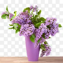 紫色唯美鲜花香味淡雅