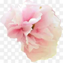 粉色唯美淡雅花朵