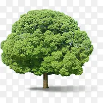 茂密的绿色树立面树