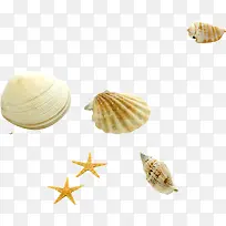 海星海螺贝壳