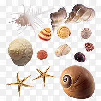 各式各样的海螺和海星
