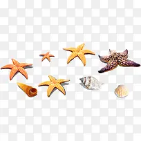 海星贝壳海螺素材