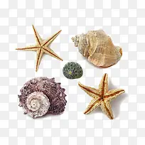 海螺 海星