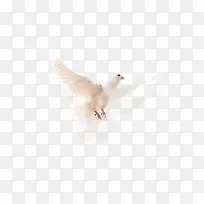 鸽子