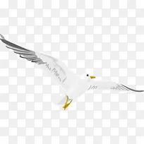 设计海报白色鸽子