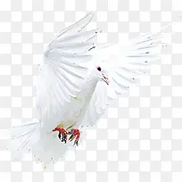 创意海报白色鸽子飞翔