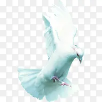 白色和平鸽白鸽子动物
