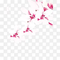 红白色的花