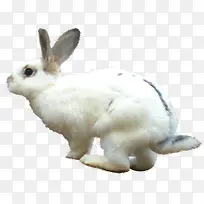 手绘白色可爱小兔子