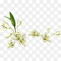 手绘白色可爱唯美小花植物