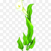 手绘白色马蹄莲植物