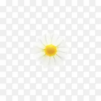 白黄色的花