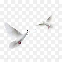 白色鸽子飞翔装饰