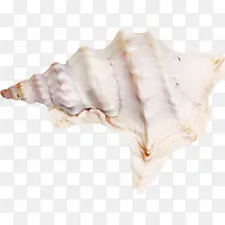 白色大型海螺