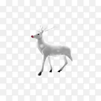 白色冬季麋鹿