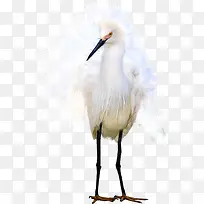 手绘白鹭