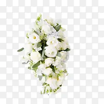 白色鲜花玫瑰花