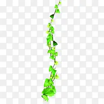 绿色藤蔓春天植物装饰