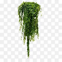 绿色藤蔓植物