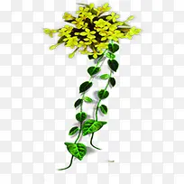 黄绿色清新藤蔓植物