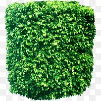 绿色植物藤蔓装饰