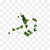 绿色藤蔓