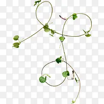 藤蔓 绿色花纹叶子
