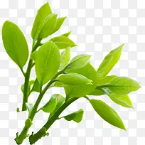 春季清新藤蔓植物绿叶